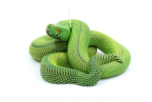 Schlangen - Kerze