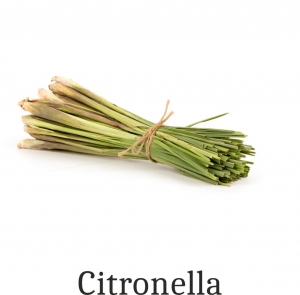Essential Fragrance Oil for Candles 1000 ml Citronella (nature-identical essential oil)