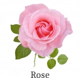 Essential Fragrance Oil for Candles 1000 ml Rose (perfume...