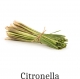 Essential Fragrance Oil for Candles 50 ml Citronella (nature-identical essential oil)