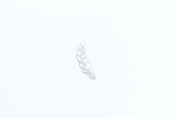 Silver Ear of Grain